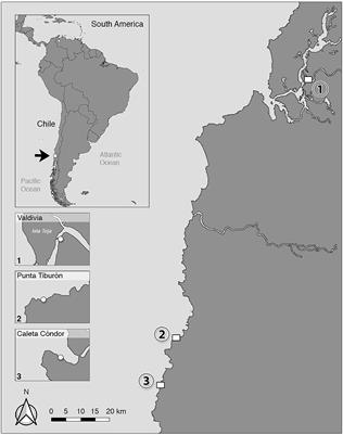 Anthropozoonotic Parasites Circulating in Synanthropic and Pacific Colonies of South American Sea Lions (Otaria flavescens): Non-invasive Techniques Data and a Review of the Literature